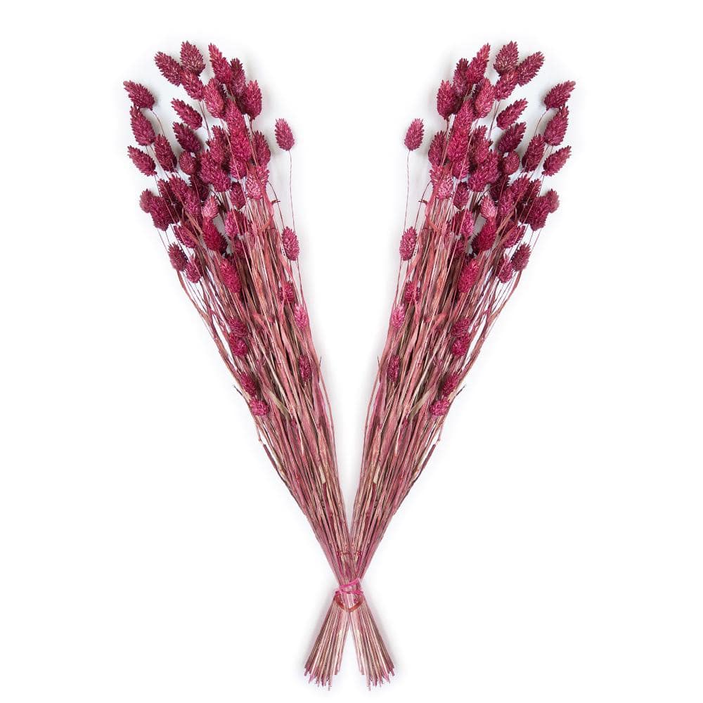 Fuchsia Pink Pampas Grass Decor, Natural Dried Flowers, 17 Inches, 10 Stems, Colorful Pompas Floral, Colored Feathers, Plants for Living Room Decor