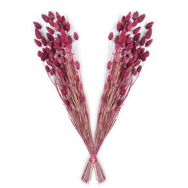 Bindle & Brass 24 in. Pink Dried Natural Phalaris Fuchsia (2-Pack)