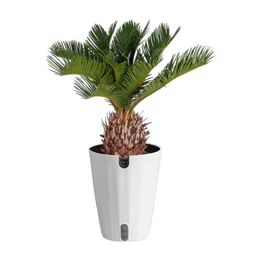 Costa Farms Cycas Revoluta Sago Palm Indoor Plant in 6 in. White