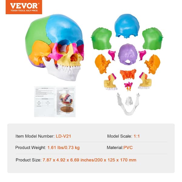VEVOR Human Skull Model 22 Parts Human Skull Anatomy, Life-Size