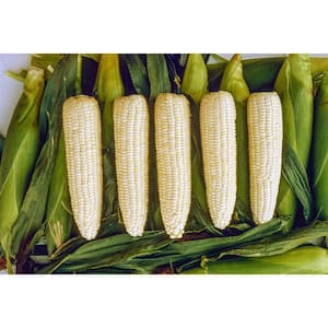 0.50 lb. Sweet Corn Silver Queen Hybrid (Seed Packet)