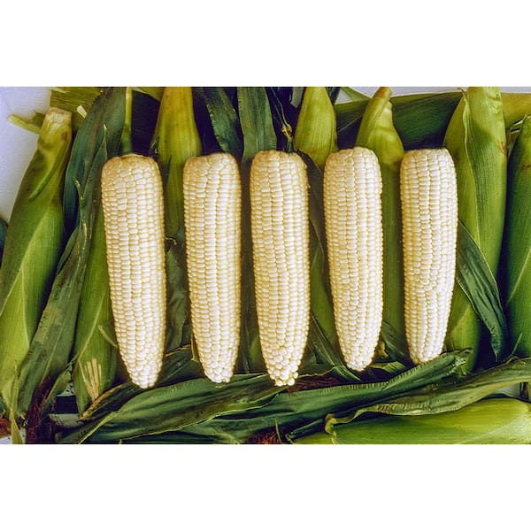 Gurney's 0.50 lb. Sweet Corn Silver Queen Hybrid (Seed Packet