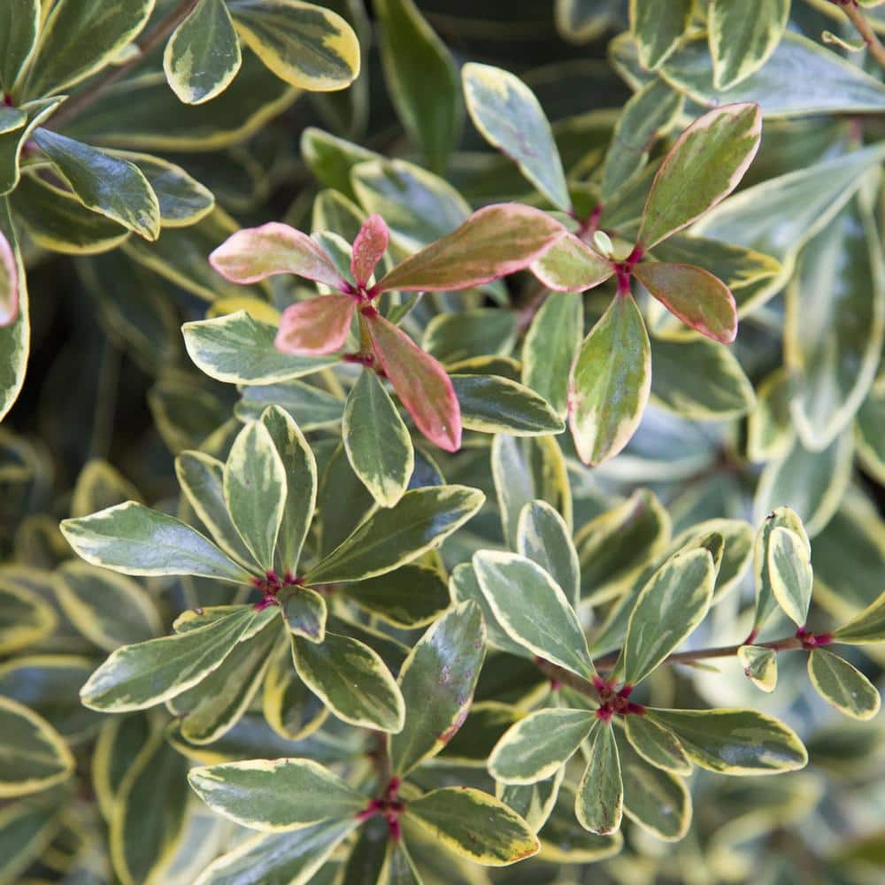 UPC 749711312094 product image for 2 Gal. Juliet Variegated Cleyera Shrub with Olive Green and Cream White Leaves | upcitemdb.com
