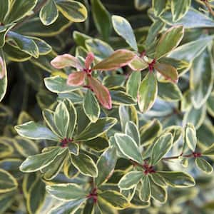 2 Gal. Juliet Variegated Cleyera Shrub with Olive Green and Cream White Leaves
