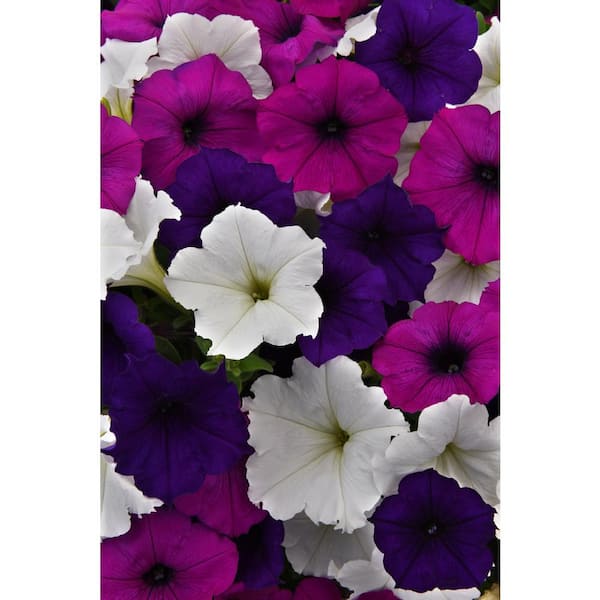 4-Pack Great Lakes Mix Easy Wave Petunia Annual Plant with Blue, Violet, and White Flowers