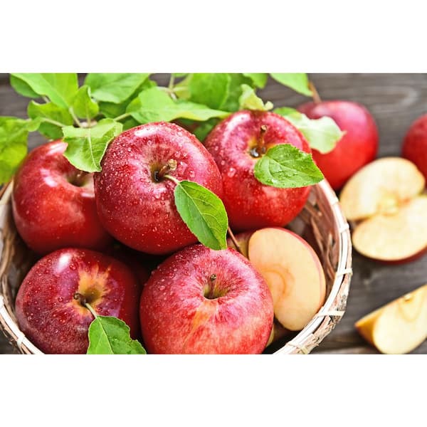 GALA APPLES FRESH PRODUCE FRUIT PER POUND EACH (1)