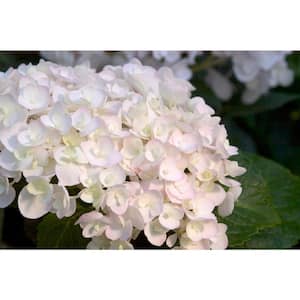 1 Gal. Blushing Bride Reblooming Hydrangea Flowering Shrub, White to Blush Pink Flowers