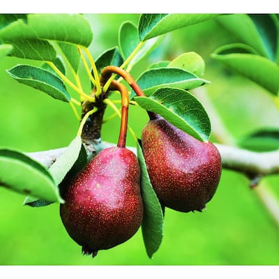 Dwarf Seckel Sugar Pear Tree - Perfectly Snack-Sized Tiny Sweet Pears (Bare-Root, 3 ft. to 4 ft. Tall, 2-Years Old)