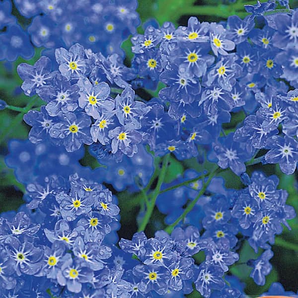 Ferry-Morse Forget-Me-Not Annual Flower Seeds 5561 - The Home Depot