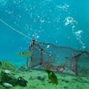 2-Pieces Crab Trap Bait Nets Shrimp Prawn Crayfish Lobster Bait Fishing Pot Cage Basket
