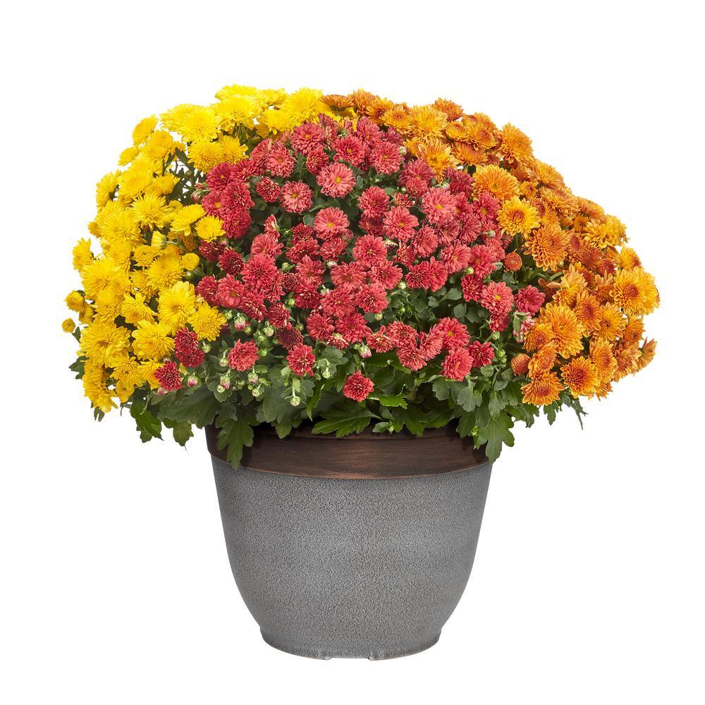 3 Gal. Quartzite Planter Red, Orange and Yellow Mum Chrysanthemum Perennial Plant price history on PriceWatchPro
