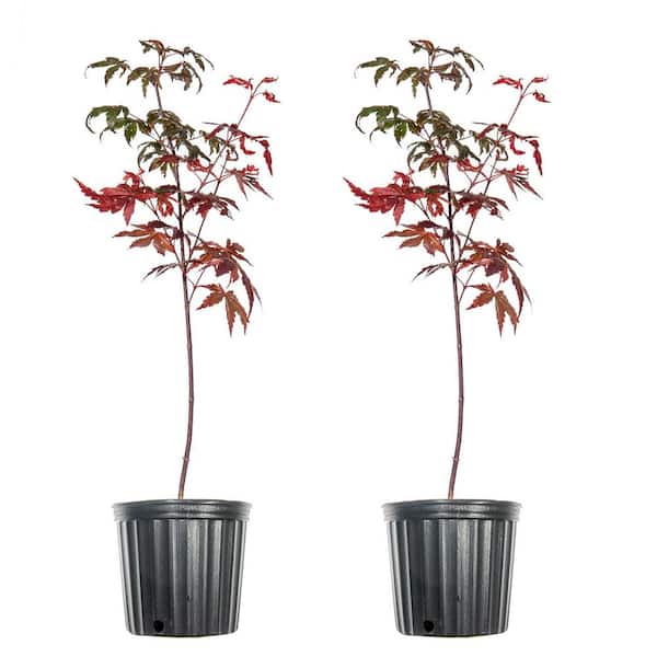 Perfect Plants 1 Gal. Japanese Maple Tree (2-Pack)