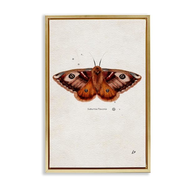 Stupell Industries Scientific Orange Moth by Lydia Orange Gold Floater Frame Animal Graphic Art Print 31 in. x 21 in.