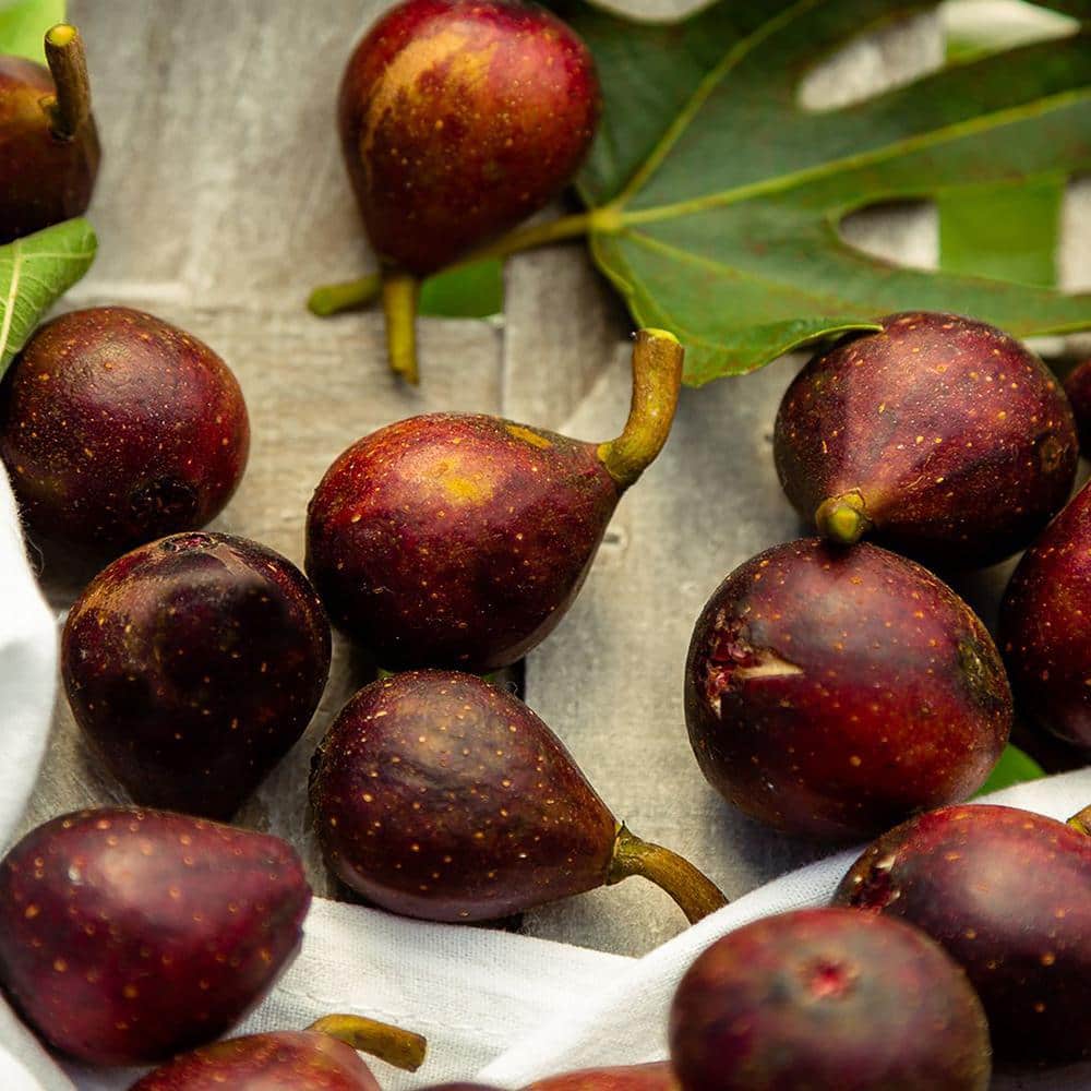 Brown Turkey Fig Tree in 1-Gallon Black Container