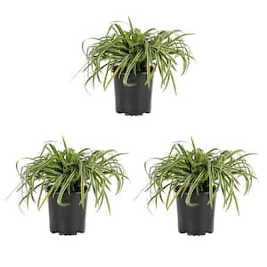 2 Qt. Silvery Sunproof Variegated Liriope Green Perennial Plant (3-Pack)