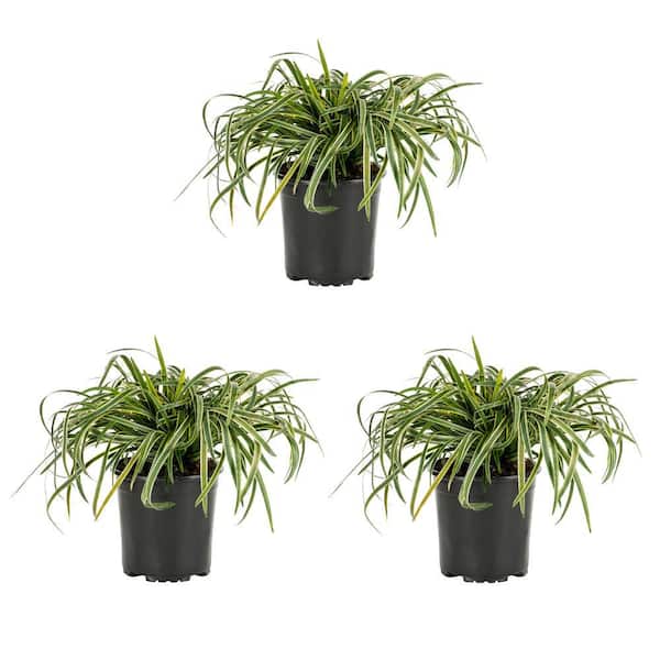 METROLINA GREENHOUSES 2 Qt. Silvery Sunproof Variegated Liriope Green Perennial Plant (3-Pack)