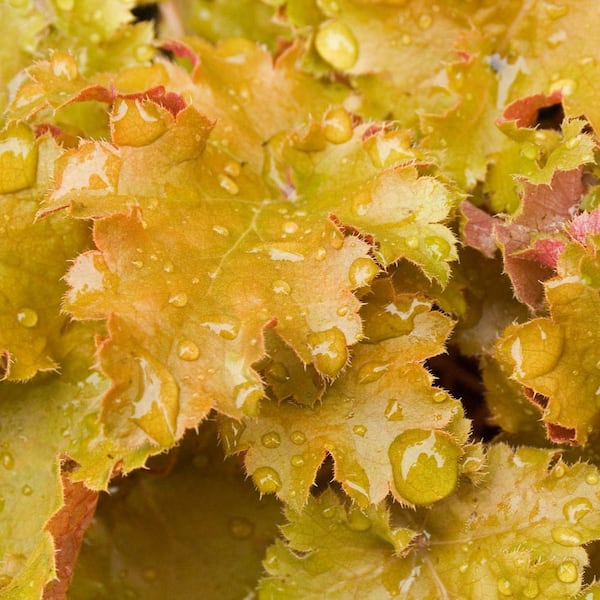 Spring Hill Nurseries Amber Waves Coral Bells (Heuchera), Live Bareroot Perennial Plant, Red Foliage (1-Pack)