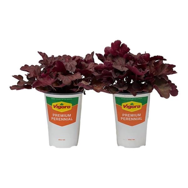 Vigoro 2.5 Qt. Vigoro Heuchera Carnival Cinamon Stick in 6.33 in. Grower's Pot (2-Plants)