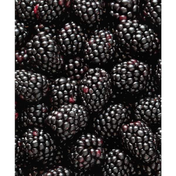 Black Magic Blackberry Plants for Sale