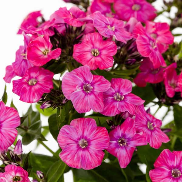 Vigoro 2 QT Phlox 'Flame Pro Cerise' Pink Perennial Plant