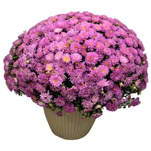 2.1 Gal. Pink Mum In Decorative Planter Plant (1-Pack)