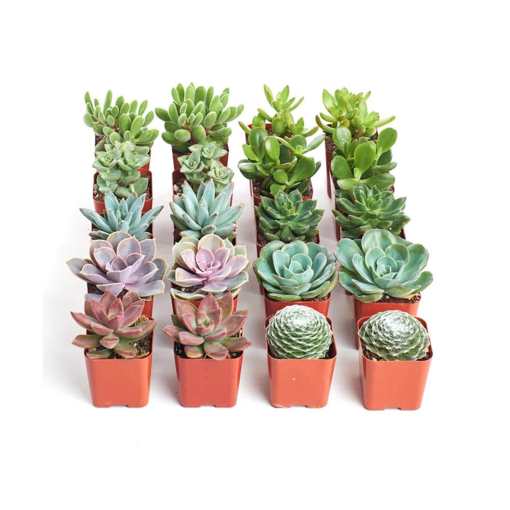 Shop Succulents Assorted Succulent Collection (40-Pack) 40-SUC-ASSORTED ...