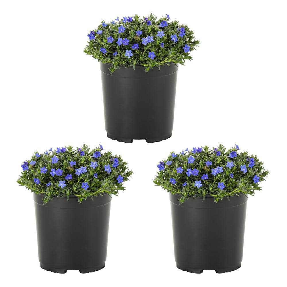 METROLINA GREENHOUSES 2 Qt. Blue Lithodora Perennial Plant (3-Pack ...