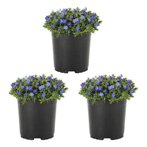 2 Qt. Blue Lithodora Perennial Plant (3-Pack)