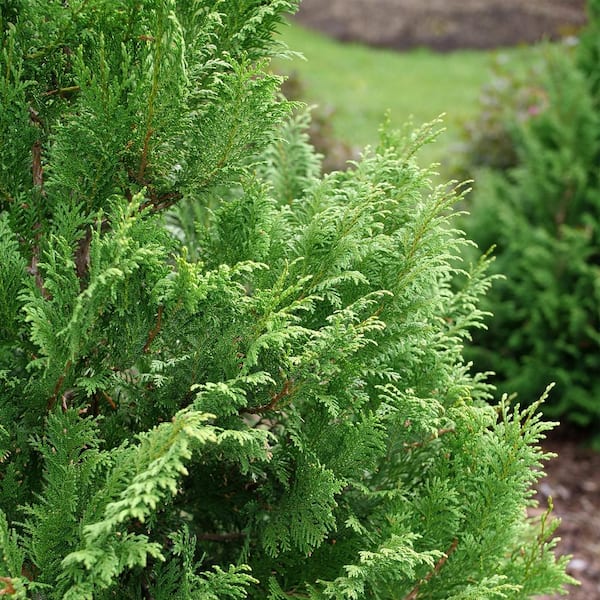 PROVEN WINNERS 2 Gal. Cedar Rapids Cypress Shrub 18320 - The Home