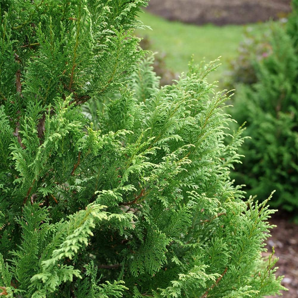 Cedar Rapids Evergreen Cypress Shrub in 2-Gallon Container