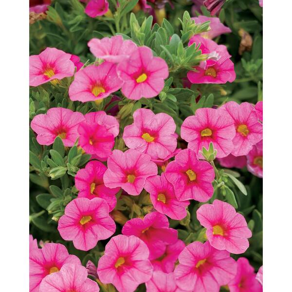 PROVEN WINNERS 4.25 in. Grande Pink Flowers Superbells Pink Calibrachoa Live Plant (8-Pack)