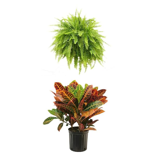 Boston Fern in 10 in. Hanging Basket and Croton Petra Plant in 10 in. Pot Combo