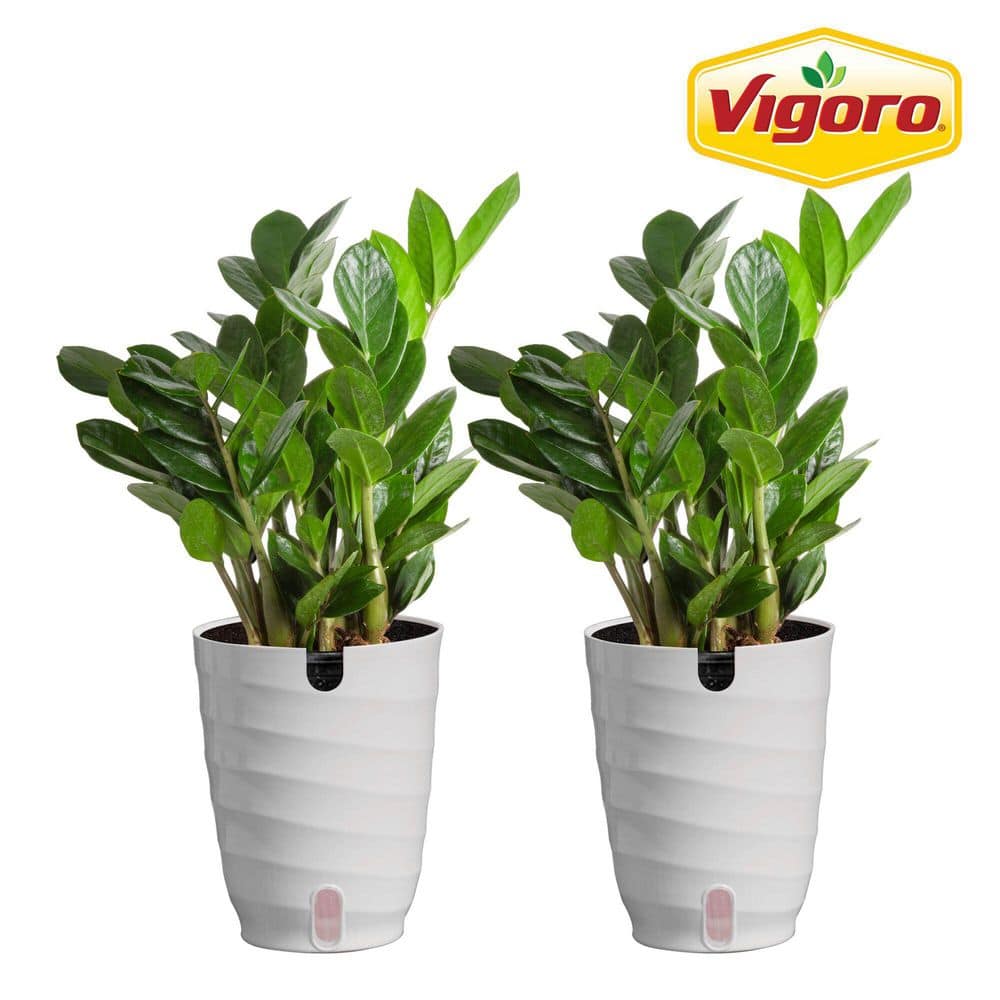 Vigoro Zamioculcas Zamiifolia ZZ Indoor Plant in 6 in. White Decor