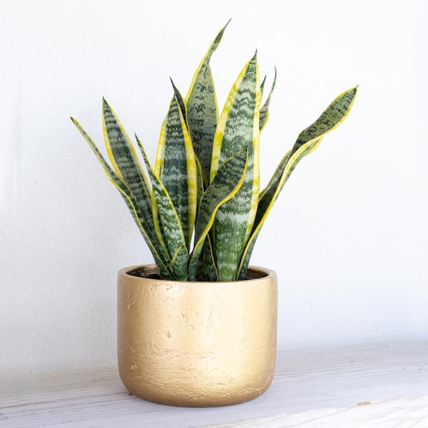United Nursery Live Snake Plant Sansevieria Laurentii in 6