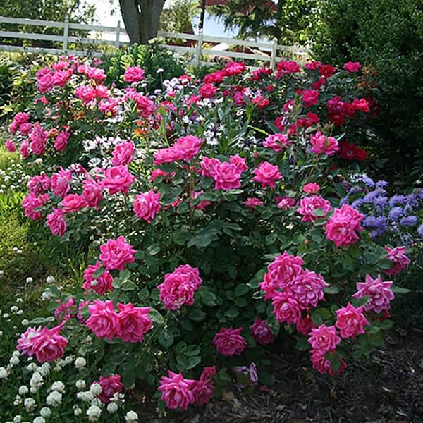 KNOCK OUT 1 Gal. Pink Double Knock Out Rose Bush with Pink Flowers