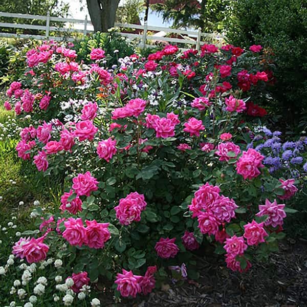 KNOCK OUT 3 Gal. Coral Knock Out Rose Bush with Brick Orange to Pink  Flowers 21308 - The Home Depot