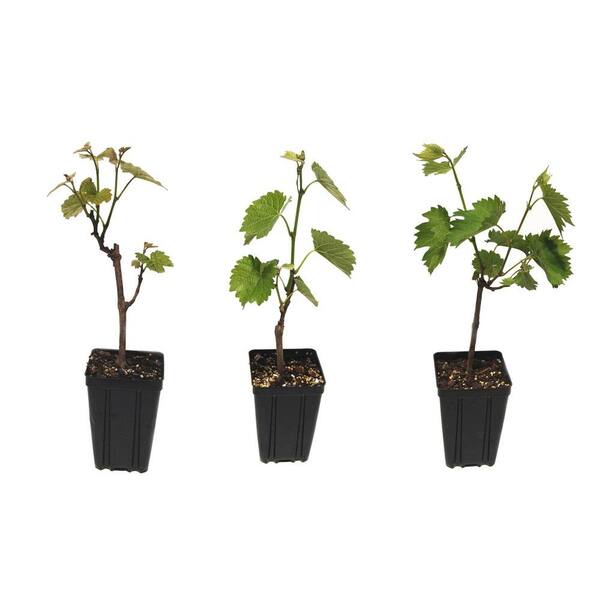 Sweet Berry Selections Wine Grape Fruit Bearing Potted 3 Plant Variety Pack