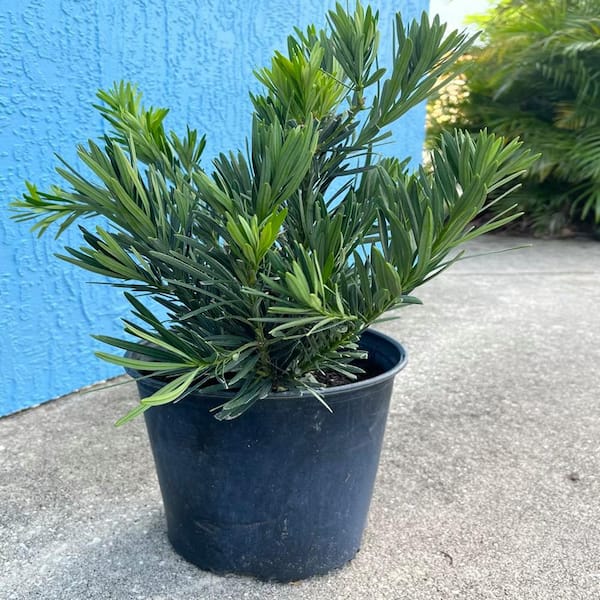 3 Gal. Pringles Podocarpus Dwarf Yew Shrub