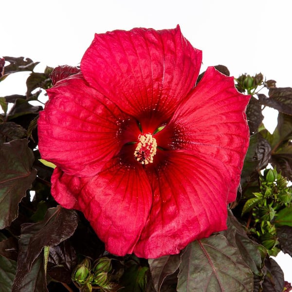 2 Gal. Proven Winners Hibiscus Summerific Holy Grail Perennial Plant (1-Pack)