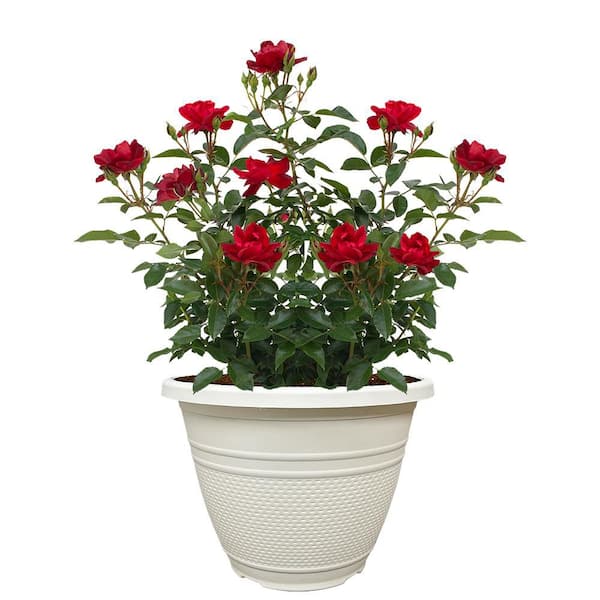 11in Brick House Red Rose Plant with Red Flowers