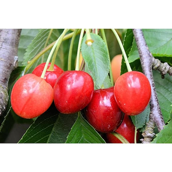 Royal Ann Cherry Trees for Sale