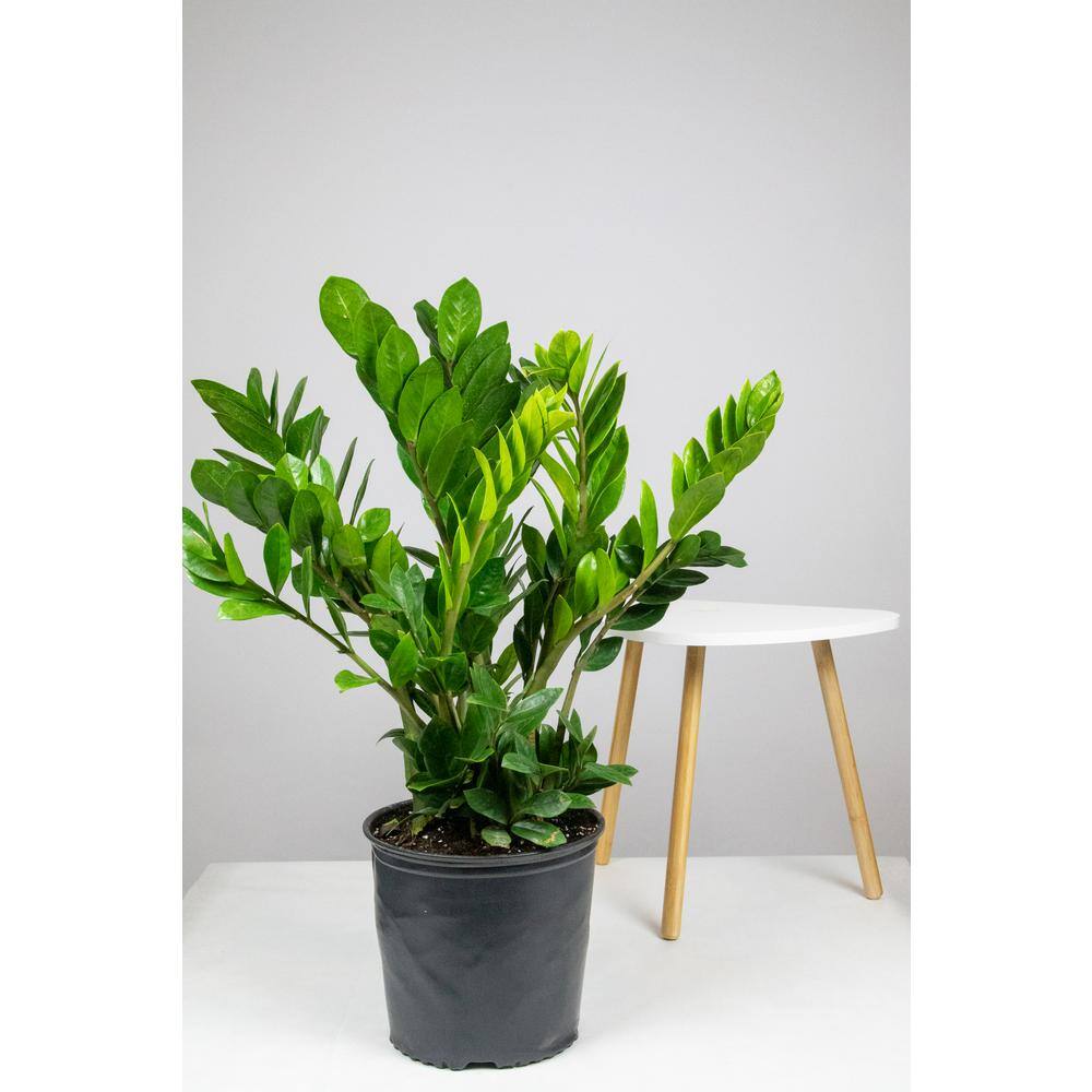 Lively Root Zz Plant Zamioculcas Zamiifolia Plant In 6 In Grower Pot Lrzz6 The Home Depot