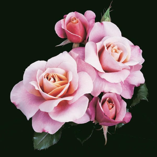 Spring Hill Nurseries Distant Drums Floribunda Rose Dormant Bare Root Plant (1-Pack)