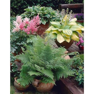 Great Shade Patio Perennial Collection Roots (3-Pack)