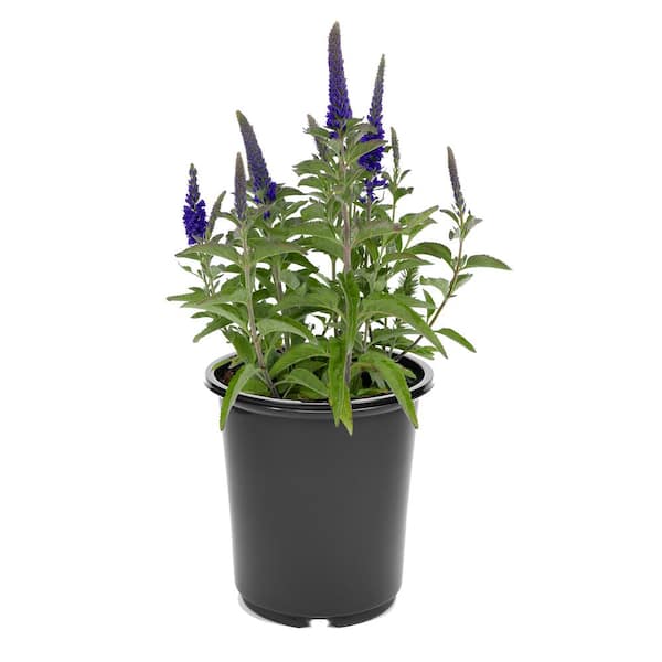 2.5 qt. Veronica Vernique Dark Blue Perennial Plant with Blue-Violet Flowers-1 Pack