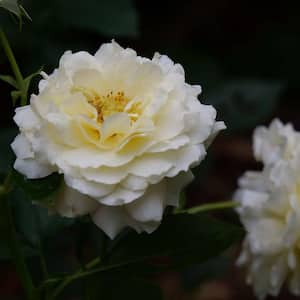 1 Gal, Reminiscent Crema Rose (Rosa), Live Plant, Shrub, White Flowers