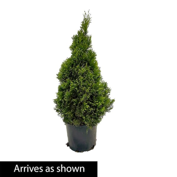 3 Gal. Pot Emerald Green Arborvitae (Thuja), Evergreen Shrub (1-Pack)