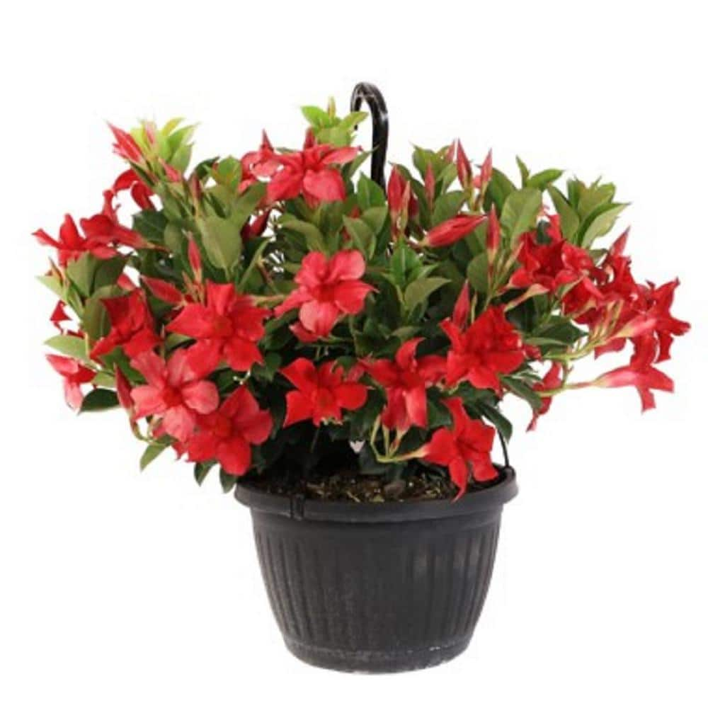 BELL NURSERY 2.35 Gal. Flowering Mandevilla Hanging Basket Shrub 210980 ...