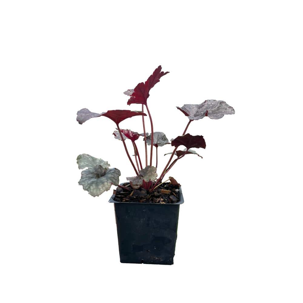 3 Plum Pudding Heuchera Plants in 3 Separate 4 in. Pots