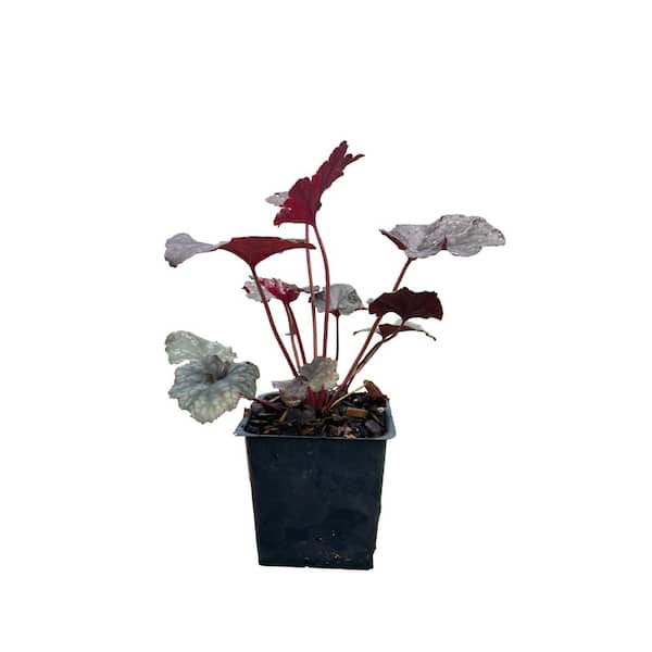 Daylily Nursery 3 Plum Pudding Heuchera Plants in 3 Separate 4 in. Pots